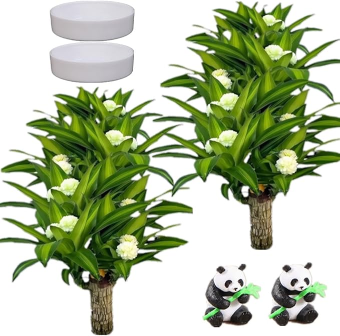 Brazilian Lucky Wood Plant, Easy to Maintain Brazilian Lucky Wood, Suitable for Indoor, Bedroom, Kitchen, Office Desk, Outdoor, Garden and Other Decorations (2A)