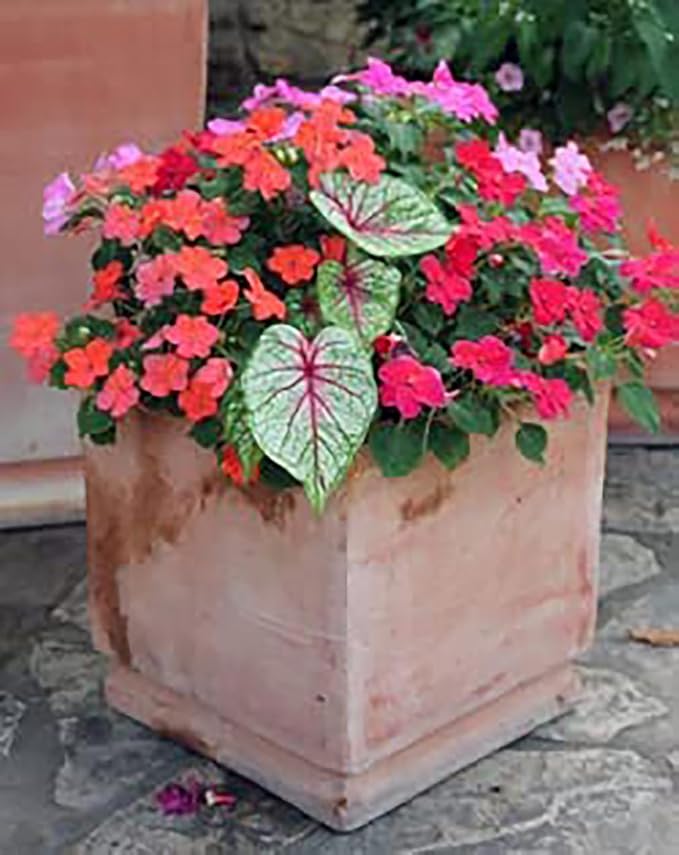 Kathleen Caladium Bulbs - Large Size Root - Elegant Green and White Foliage - Hardy in Zones 9-11 - Ideal for Gardens and Containers