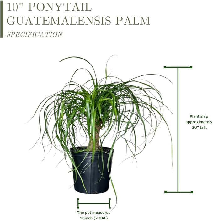 Ponytail Palm ‘Elephant’s Foot’ – 10 Inches Grower Pot – Live Indoor/Outdoor Drought-Tolerant Plant – Air Purifying, Easy Care Houseplant for Home Décor