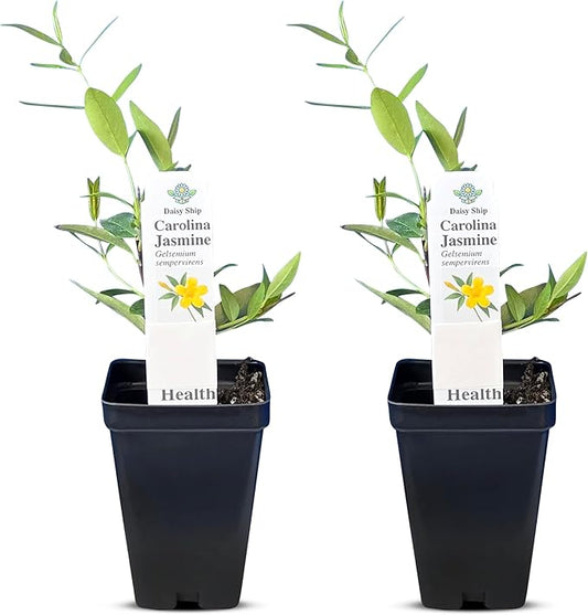 Carolina Jasmine Plant, Live Evergreen Vine, Fragrant Yellow Blooms, Fast Growing Climber for Trellis, Fences, or Arbors - Gelsemium sempervirens - 2 Cups