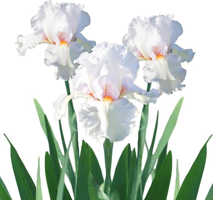 Easy to Grow Bearded Iris Eternal Bliss - 9 Plant Bulbs Rhizomes, White & Light Lavender Flowers in Spring to Fall, Full Sun Low Maintenance