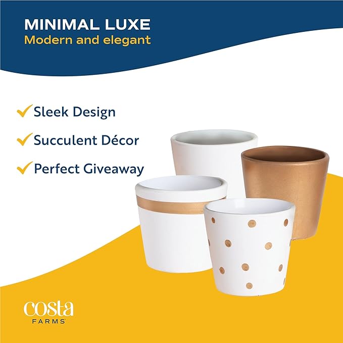 Costa Farms Mini Succulent Live Plants in Decorative Pots, Easy to Maintain Indoor Succulents, Houseplants for Home or Office Decor, House Warming or Party Favors, 2-3.5 Inches Tall, Pack of 48