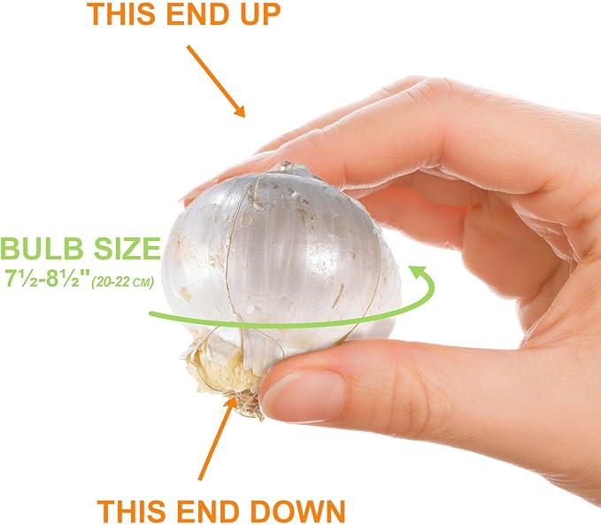 Garden State Bulb Globemaster Giant Allium Flower Bulbs, 20/22cm, Fall Planting (Bag of 10)