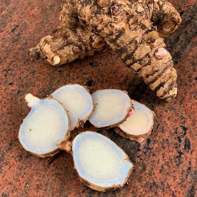 Green Turmeric Live Plant - (Curcuma aeruginosa) - Rare Medicinal Herb, Vibrant Pink Flowers, Ideal for Tropical Gardens (2 Green Turmeric Bags)