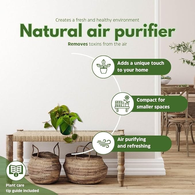 BubbleBlooms Philodendron Micans Hederaceum in a 4 inch Pot Heart-Leaf Philo, Sweetheart Plant