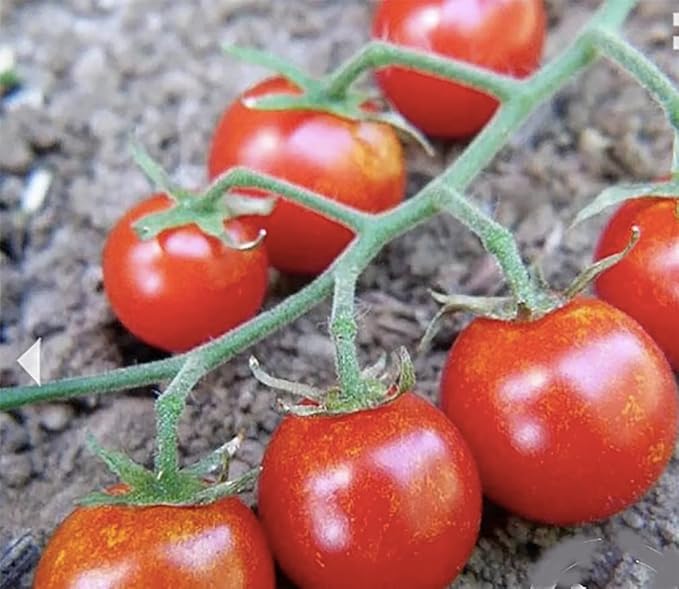 Sweetie Cherry Tomato Seeds - Very Sweet and Perfect for Caprese Salad - 50 Seeds