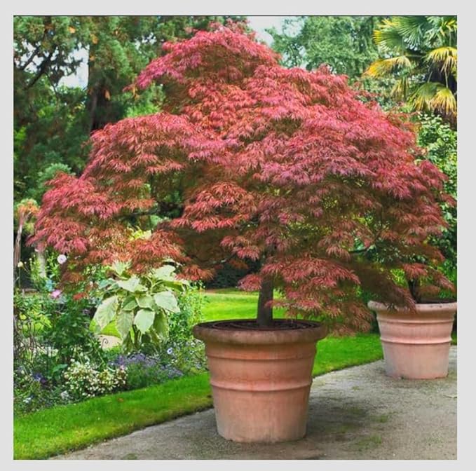 BLOODGOOD Red Japanese Maple Tree - 2 Year Live Plant - Acer palmatum 'Bloodgood'