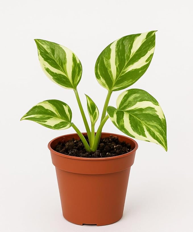 NJoy Pothos – Live Plant in 2 Inch Pot - Air Purifier Plant to Make Your House Healthier