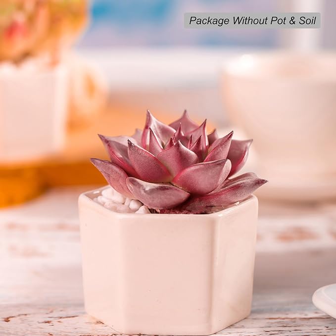 Echeveria Agavoides Romeo Rare Live Succulent Plants, Red 1 Head 2.7" Live Plant, Bare root without Pot Soil, Garden Indoor Office Desk, Wedding Party Baby Shower Decoration, Friend Plant Lovers Gifts