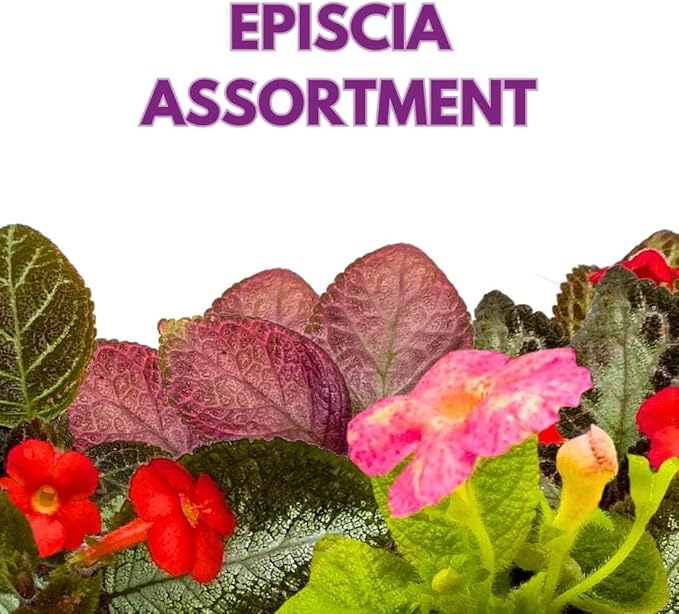 Harmony's Flame Violets Colorful Episcia Grower's Choice Mix 4 inch Set of 5 Rare Variegated and Collector's Varieties