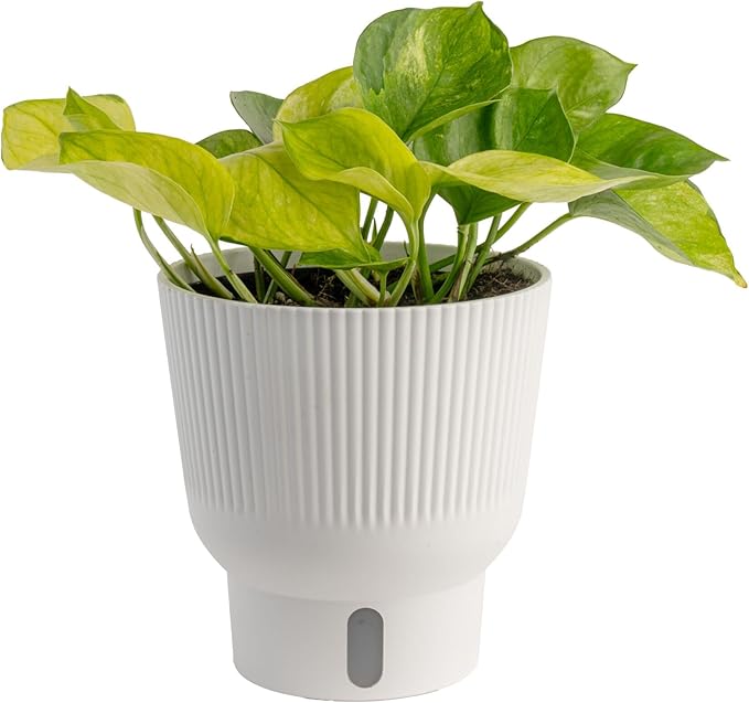 Costa Farms Lemon Top Pothos Live Plant in Self Watering Pot, Indoor Houseplant, Perfect for Home, Room, or Office Decor, Great House Warming or Birthday Gift, 10-12 Inches Tall