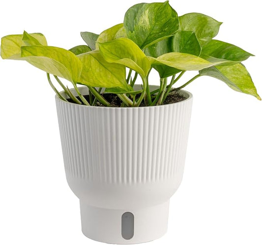 Costa Farms Lemon Top Pothos Live Plant in Self Watering Pot, Indoor Houseplant, Perfect for Home, Room, or Office Decor, Great House Warming or Birthday Gift, 10-12 Inches Tall