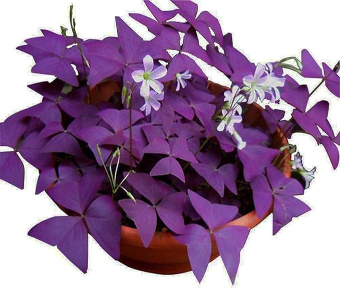 20Pcs Oxalis Bulbs for Planting Purple Shamrocks Bulbs Triangularis Lucky Lovely Flowers Oxalis Triangularis for Pots, Indoor, Outdoor, Garden, Easy to Grow