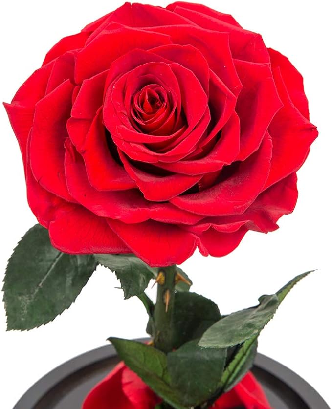 Red Roses Handmade Rose in Glass Dome, Preserved Flowers Never Withered Romantic Gifts for Her, Mother's Day, Birthday Gifts for Women