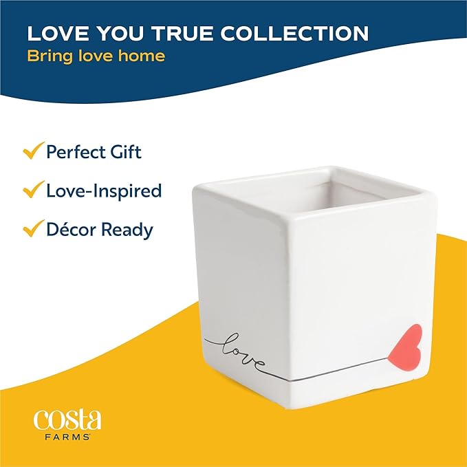 Costa Farms Hoya Heart Live Plant in Decorative Pot, Easy to Maintain Succulent Indoor Houseplant, Perfect for Home, Room, or Office Decor, Great House Warming or Birthday Gift, 5 Inches Tall