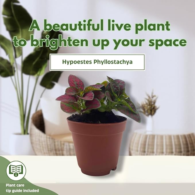 BubbleBlooms Red Hypoestes phyllostachya 2 inch Set of 3 Flamingo Polka Dot Plant Tiny Mini Pixie Plants