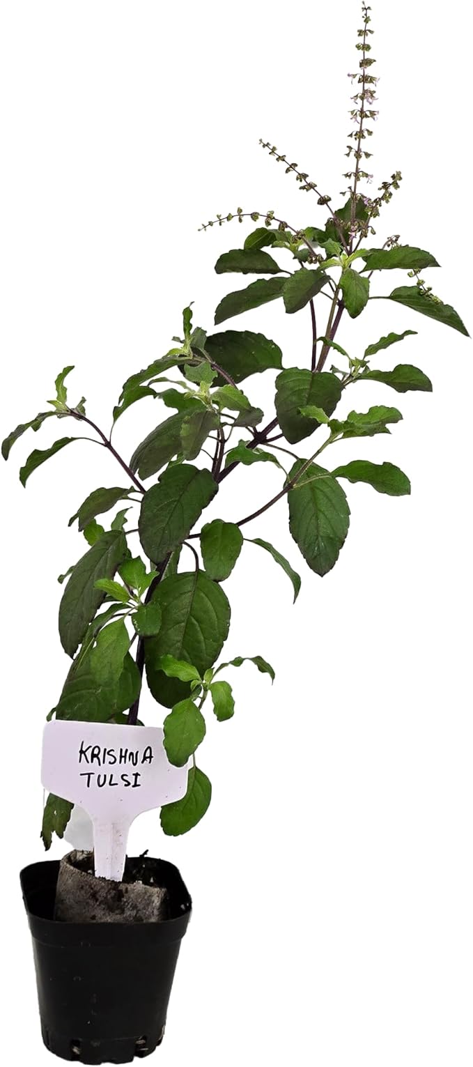 Live Flowering Purple Krishna Tulsi. Indian, Holy, Puja, Fragrant, Fresh, Edible. Easy Grow. Indoor/Outdoor. (1 Flowering Krishna Tulsi in Cup)