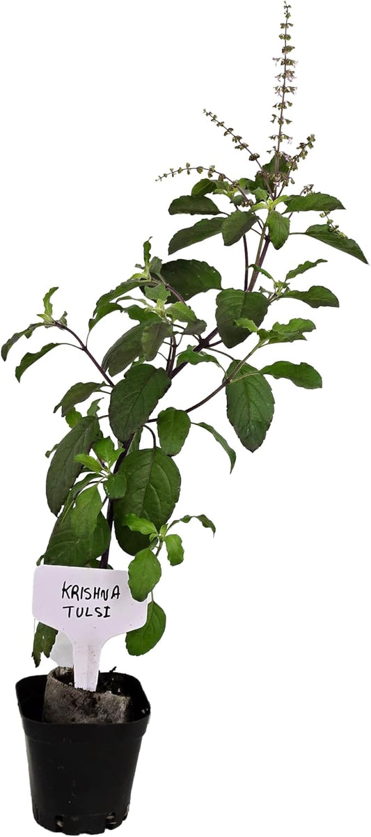 Live Flowering Purple Krishna Tulsi. Indian, Holy, Puja, Fragrant, Fresh, Edible. Easy Grow. Indoor/Outdoor. (1 Flowering Krishna Tulsi in Cup)