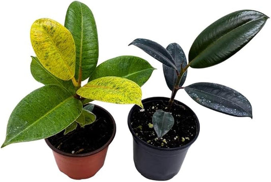 BubbleBlooms Ficus elastica Assortment in a 4 inch Pot Variegated Rubberplant Variety, Dark and White Rubber Plant