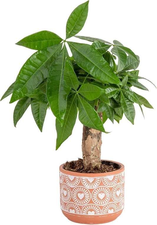 Costa Farms Money Tree Live Plant in Decorative Pot, Air Purifying Indoor Houseplant, Perfect for Home, Room, or Office Decor, Great House Warming or Birthday Gift, 12-16 Inches Tall