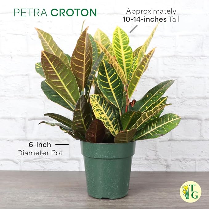 Thorsen's Greenhouse Live Petra Croton Plant, Codiaeum Variegatum, Colorful Foliage, Live Indoor Houselant (Nursery Pot, 6-inch Pot)