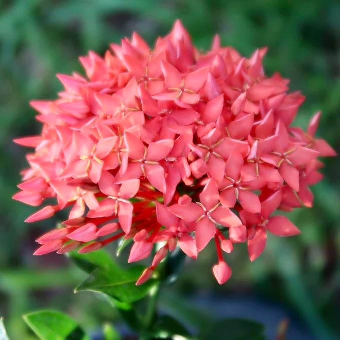 Ixora Potting Mix - Promote Strong Roots and Abundant Flowers with Our Premium Blend - 4 Quart