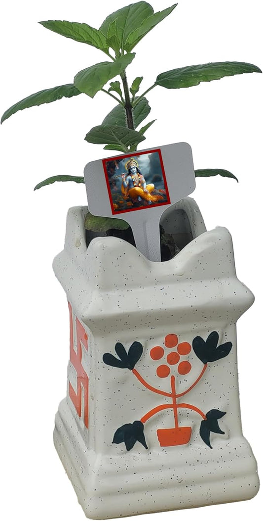 Generic Ceramic Pot Plus Live Krishna Tulsi Plant. Fresh, Edible. Easy Grow. Indoor/Outdoor. (1 Krishna Tulsi in Pot)