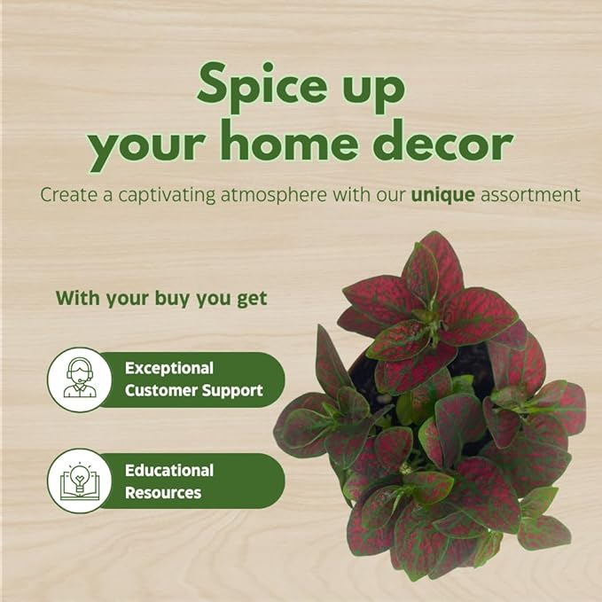 BubbleBlooms Red Hypoestes phyllostachya 2 inch Set of 3 Flamingo Polka Dot Plant Tiny Mini Pixie Plants