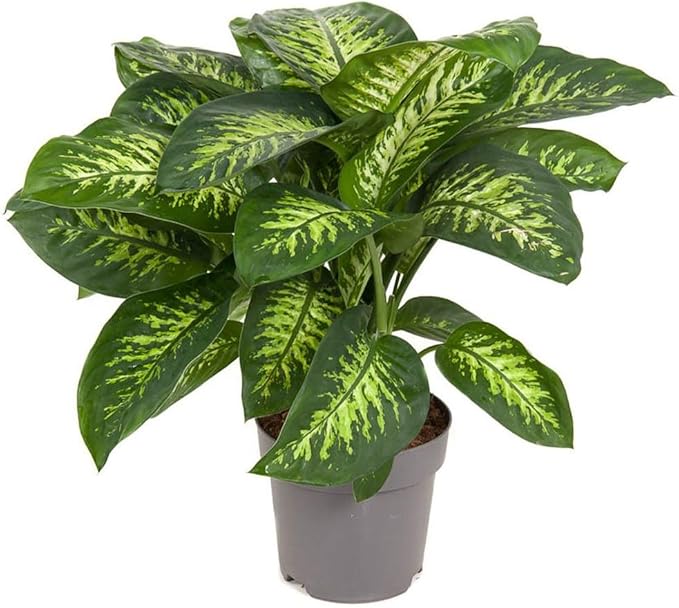 Premium Dumb Cane Potting Soil Mix - Ideal Blend for Growing Robust and Healthy Dumb Cane Plants - 2 Quart