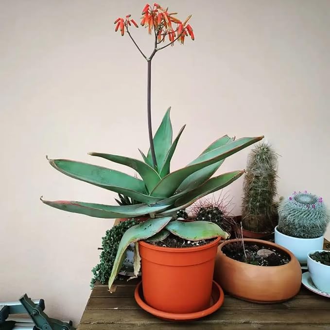 Coral Aloe Plants (Aloe striata) - Live Succulent with Striking Pink Edges and Smooth, Flat Leaves for Indoor/Outdoor Gardening (4 Coral Aloe Cups)