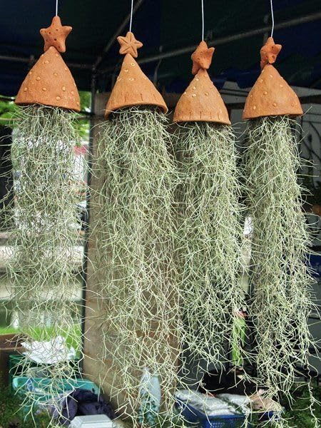 Live Spanish Moss Plant 10” Tall Clump, Air Plant for Home Decoration, Terrariums and Outdoor Planting