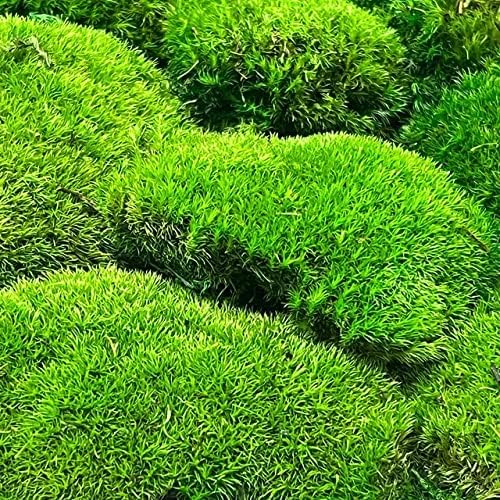 Preserved Pole Moss Pillow Bun Cushion Natural Green Decorative Real Natural Green DIY Kit Terrariums Gardenning Art Wall Decor Florist Decor Easter Table Decor Wedding(9.0 sq.ft., Green-B)