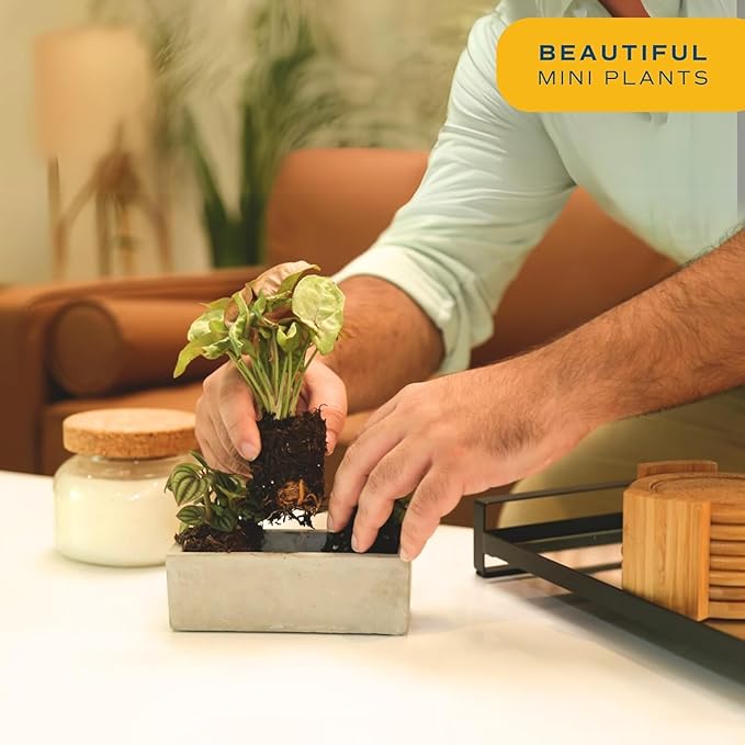 Costa Farms Mini Live Indoor Plants 2in Nursery Pot Easy to Grow Houseplant (3 Pack) 4-Inches Tall, Grower's Choice, Home Décor or DIY Gift