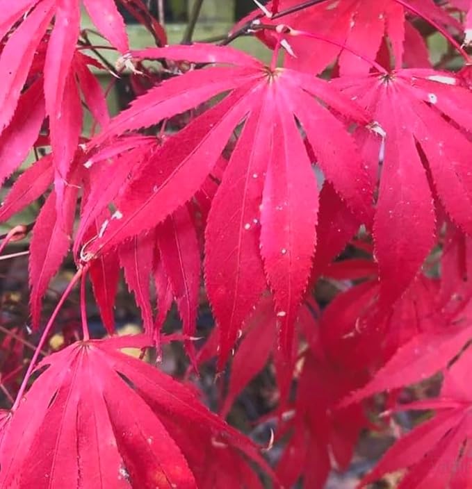BLOODGOOD Red Japanese Maple Tree - 2 Year Live Plant - Acer palmatum 'Bloodgood'