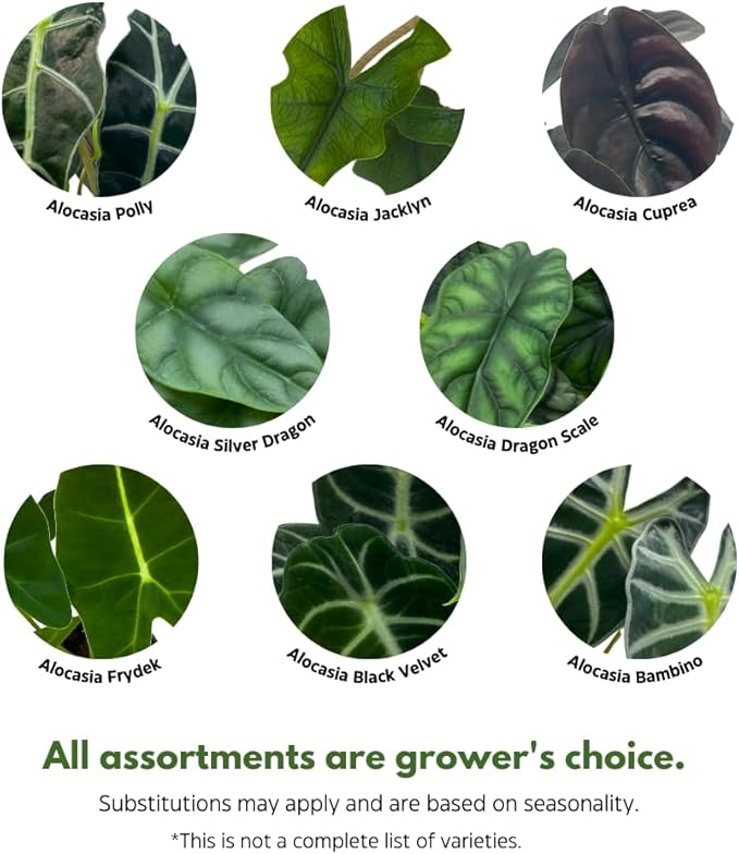 BubbleBlooms Alocasia Assortment Set, 6 Different Alocasias in 4 inch pots Grower's Choice