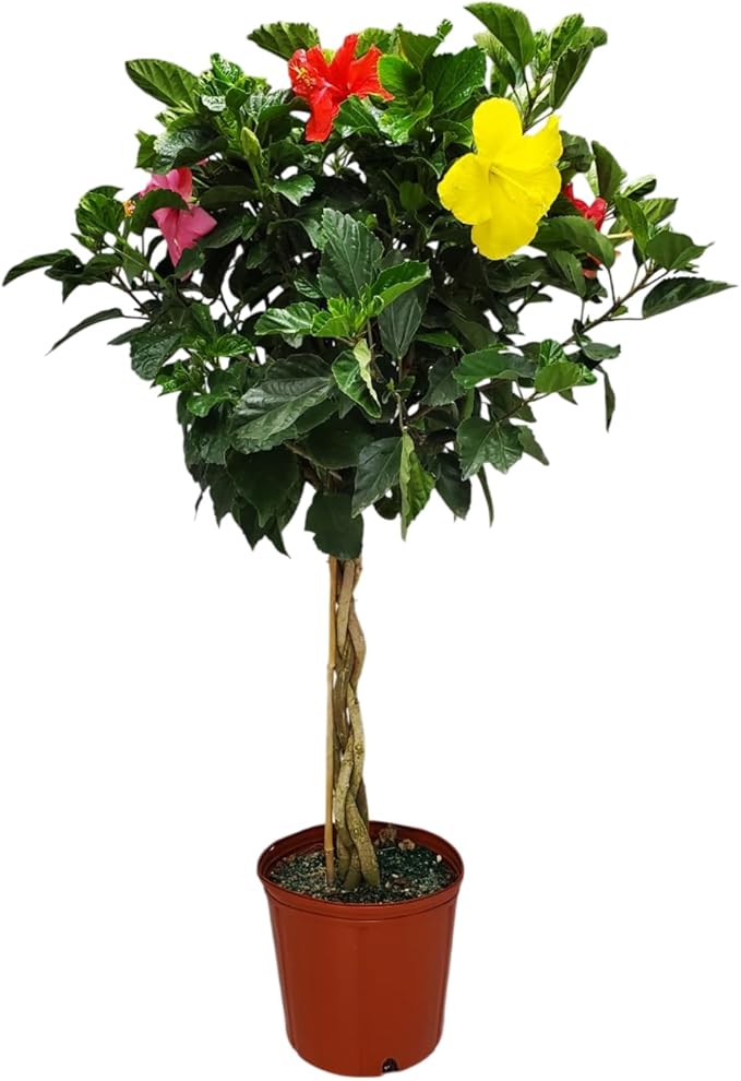 Braided Hibiscus Tree - Mixed (3 to 4 Flower Colors) - Overall Height 36" to 42" - Tropical Plants of Florida