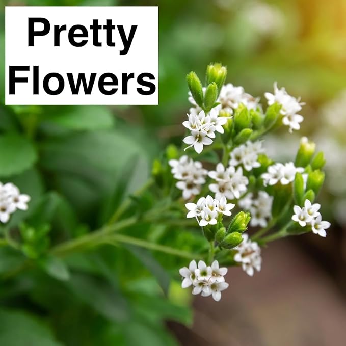 Live Stevia rebaudiana Plants, Sweet Leaf or Sugar Leaf, Natural Sugar Substitute Herb, Easy to Grow (4 stevia Cups)