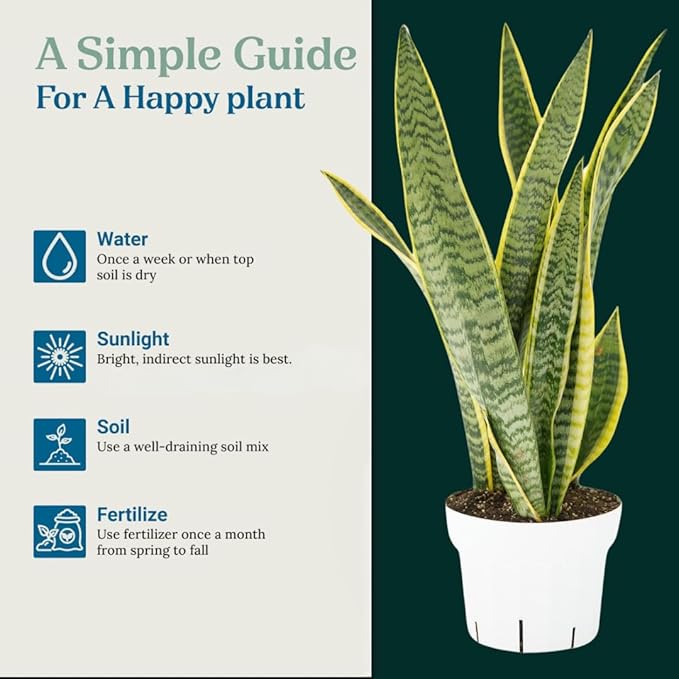 Snake Plant Live Plants - Low Light Indoor Plants - Sansevieria for Home or Office - Low Maintenance Plants Live Houseplants - Air Purifying House Plants