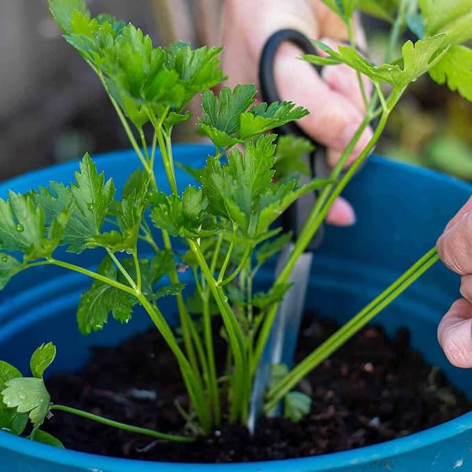 Parsley Plant Potting Soil [20 Quarts] Enhance Flavor and Health with Professional Grade Nutrient-Rich Mix