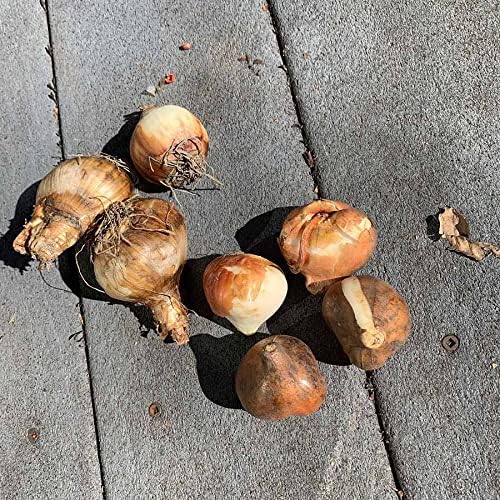 Eden Brothers Tulip & Daffodil Spring Cottage Collection