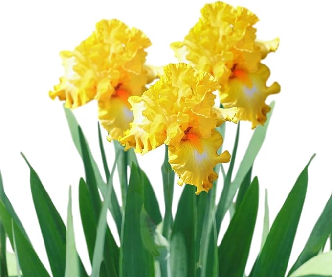 Easy to Grow Bearded Iris Eggnog - 9 Plant Bulbs Rhizomes, Golden Yellow Flowers in Spring to Fall, Full Sun Low Maintenance