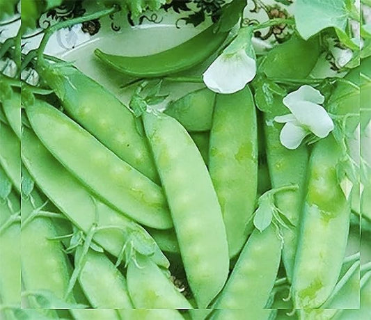 Dwarf Grey Sugar Snow Pea Seeds - Heirloom Seeds - Non GMO - Neonicotinoid-Free…