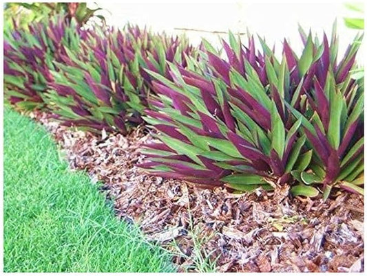 TEN Outdoor Live Plants Special- Oyster Plant Purple & Green - Grows to Medium Height Outdoor Plant- Young Small Plant