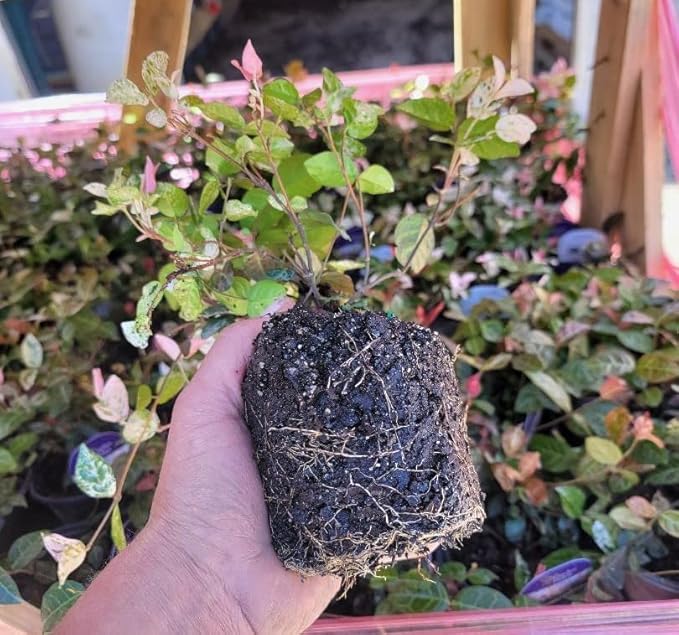 Snow N Summer Asian Jasmine Vine - Live Plant - Quart Pot