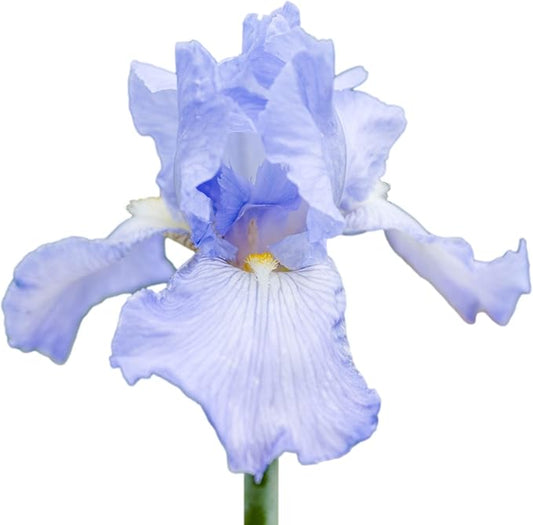Easy to Grow Bearded Iris Califlora 'Cloud Ballet' Plant Bulbs Rhizomes (9 Pack) - Light Blue & White Flowering Blooms in Spring & Fall Gardens