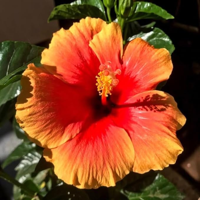 Hardy Hibiscus Plants Live, Sunset Hibiscus Plant, Hibiscus Live Plant, 8 to 10 Inc Tall Seedling