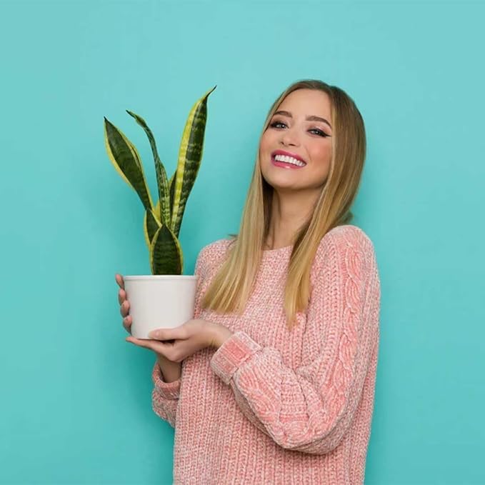 American Plant Exchange Snake Plant, Sansevieria Laurentii Yellow, Small 4-Inch Pot, Stylish Deco Cover Included, Live Indoor Houseplant, Easy to Care, Air Purifying, Perfect for Home Office & Garden