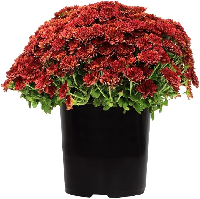 1G Red Mum Plant, Chrysanthemum Flowers Gardening Fall Decor, Mums Plants Live, Fall Decorations Outdoor, Housewarming Gift Ideas, Natural Live Plants Indoor Plants Live Houseplants By Plants for Pets