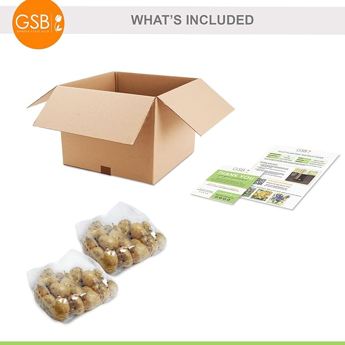 Garden State Bulb Double Dutch Mixed Tulip Flower Bulbs, 12/+ cm, Fall Planting (Bag of 50)