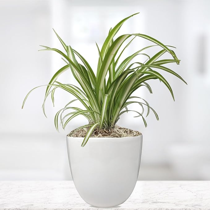 Easy to Grow Spider Plant Variegated - 1 Potted Houseplant Placed in a Classic White Ceramic Pot, Low-Maintenance Indoor Outdoor